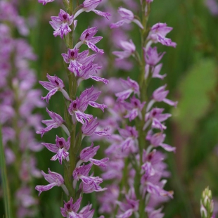 Dactylorhiza iberica